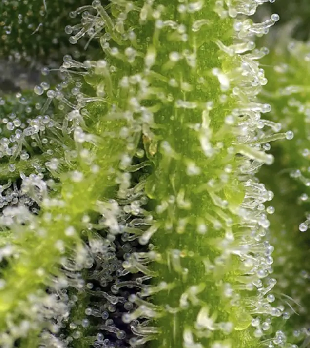Sweet Gelato Auto SOLDES