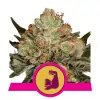 HulkBerry SOLDES