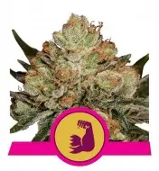 HulkBerry SOLDES
