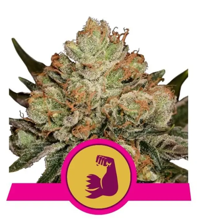 HulkBerry SOLDES