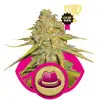 Og Kush SOLDES