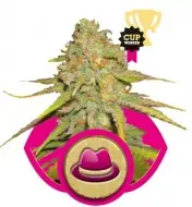 Og Kush SOLDES