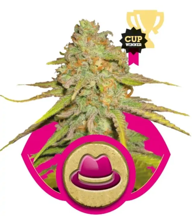 Og Kush SOLDES