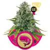 Royal Moby SOLDES