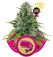 Royal Moby SOLDES