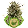 Amnesia Haze Automatic SOLDES
