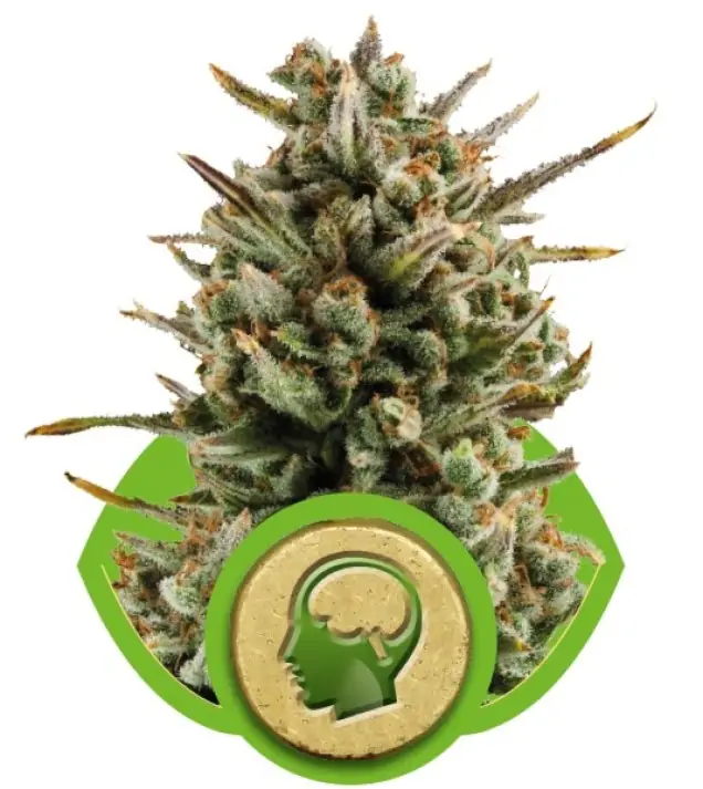 Amnesia Haze Automatic SOLDES