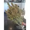 Amnesia Haze Automatic SOLDES