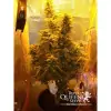 Amnesia Haze Automatic SOLDES