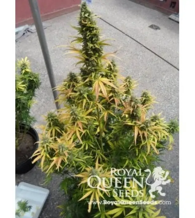 Amnesia Haze Automatic SOLDES