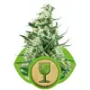 Royal Critical Automatic SOLDES