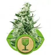Royal Critical Automatic SOLDES