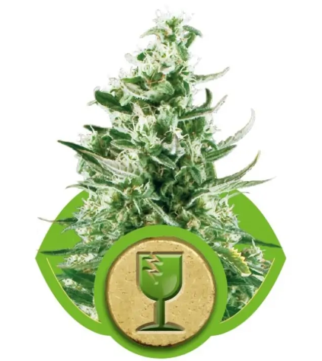 Royal Critical Automatic SOLDES