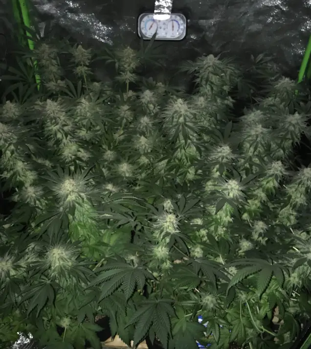Girl Scout Kush SOLDES
