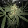 Girl Scout Kush SOLDES