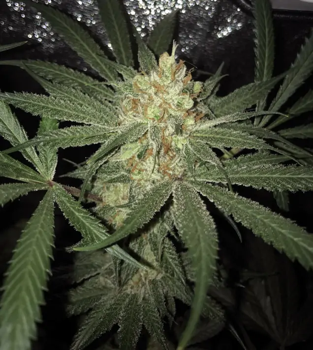 Girl Scout Kush SOLDES
