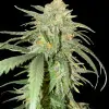 Girl Scout Kush SOLDES