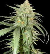 Girl Scout Kush SOLDES