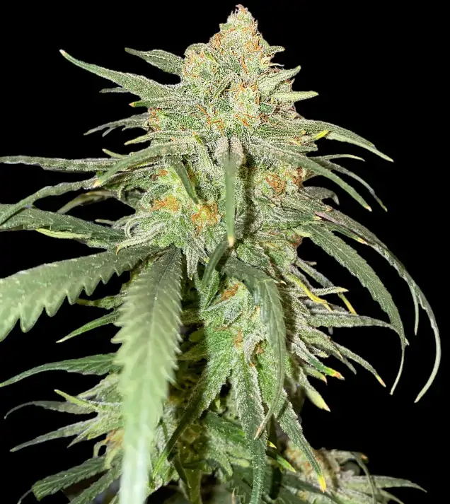 Girl Scout Kush SOLDES