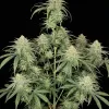Girl Scout Kush SOLDES