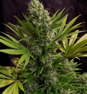 White Rhino 47