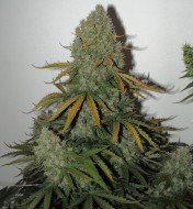 Auto Critical 2.0 (X-treme)