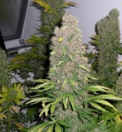 Auto Jack Herer X-treme