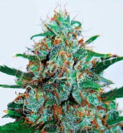 Critical Neville Haze Auto