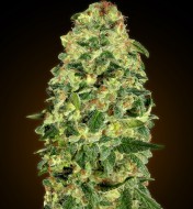 Auto California Kush