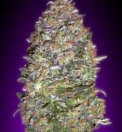 Auto Nyc Diesel