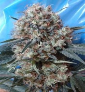 Nepal Jam x Kali China