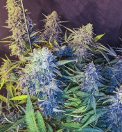 C99 x Blueberry Fast