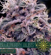 Blueberry Bliss Auto