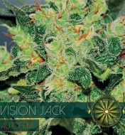 Vision Jack Auto