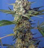 Crystal Candy F1 Fast Version