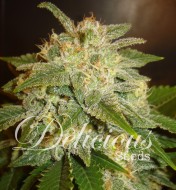 La Bella Afrodita Auto