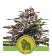 Royal Gorilla Automatic