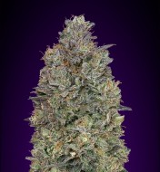 Critical Purple Kush