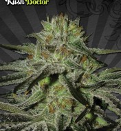 Kush Doctor Auto