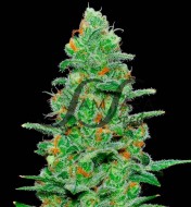 Crazy Miss Hyde Auto