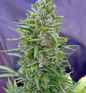 Automatik Collection 1