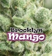 Brooklyn Mango