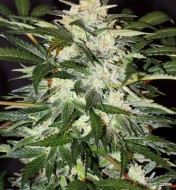 Monster Mash Auto