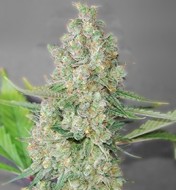 Super Skunk
