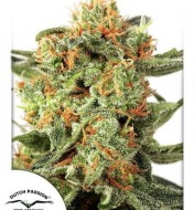 Orange Hill Special Regular