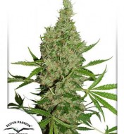 White Widow X The Ultimate Regular