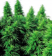 Ruderalis Skunk Regular