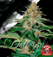 Delicious Candy Regular