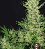 Double Dutch Regular