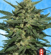 White Russian Regular